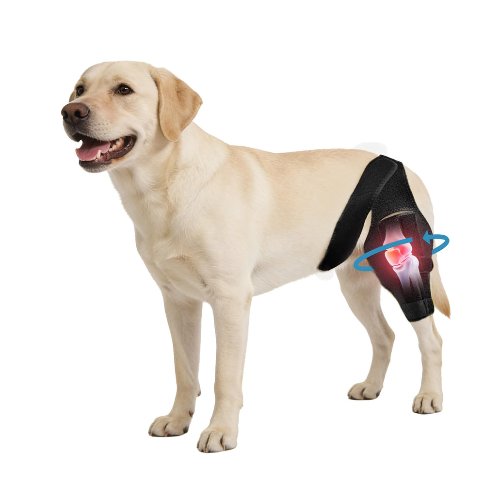 Noorace orthèse genou chien arrière droit, soutien stable lors de la marche.