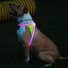 Mode multicolore LightHound pour sorties attractives