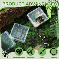Nuanchu boîtes d'élevage, habitat miniature pour araignées et scorpions.