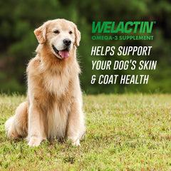 Étiquette claire Nutramax Welactin sur le flacon chien.