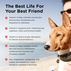 Nutri-Vet Adult-Vite Plus: chien adulte savourant une dose quotidienne.