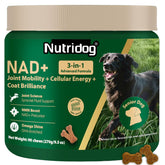 Nutridog NMN bouteille: flacon pratique pour dosage quotidien et énergie durable chez le chien âgé.