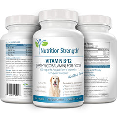 Nutrition Strength B12 et système nerveux chien, aide à la fonction nerveuse.