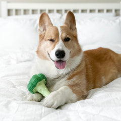 Nylabone Brocoli Puissance Mastication: jouet interactif qui roule.