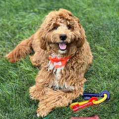 Nylabone chiot: mordil-bacon-saveur – stimule le plaisir de mordre et ravit les papilles.