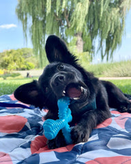 Nylabone Comfort Hold X-Bone, design confort, prise en bouche facile pour les petites races.