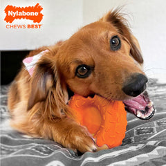 Nylabone Donut Power Chew saveur citrouille et beurre de cacahuète, goût irrésistible.