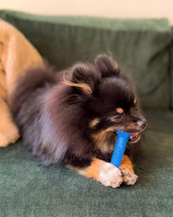 Nylabone Flexi Chew mastication modérée, texture souple adaptée pour chiens seniors.