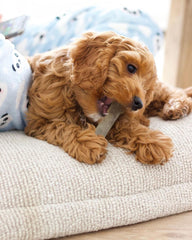 Nylabone Flexi Chew: textures dentaires et picots pour stimulation orale.