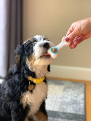 Nylabone Knuckle Bone garnitures naturelles a remplir, friandises faciles a inserer.