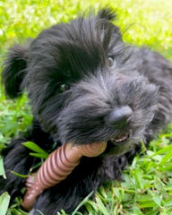 Nylabone Groove textures dentaires multiples pour une mastication saine.