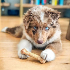 Nylabone Healthy Edibles: boeuf rôti, petit chien, goût attractif et longue durée