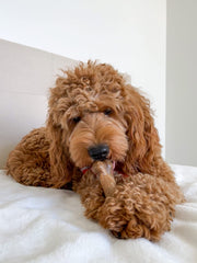 Nylabone Healthy Edibles os bacon durable pour chiens, favorisant l’occupation lors du jeu.