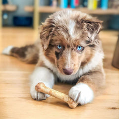 Nylabone Healthy Edibles roast-beef, récompense digeste pour chiots