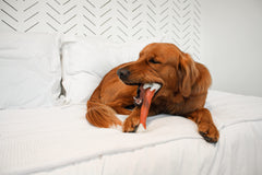 Nylabone jouet dentition texturee nettoie les dents lors de la mastication.