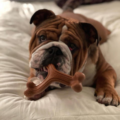Nylabone: jouet durable pour gros mordeurs et sessions longues.