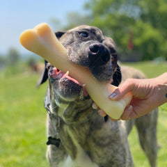 Nylabone Jouet Mâche Solide pour Grands Chiens – résistance élevée pour mâcheurs forts