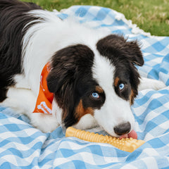 Nylabone jouet-mastication-extreme conçu pour morsures intenses des grands chiens