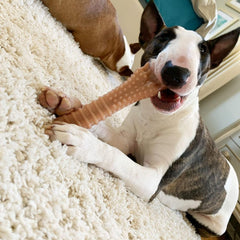 Jouet Nylabone pour gros chien, plus de 50 lb, saveur poitrine salée.
