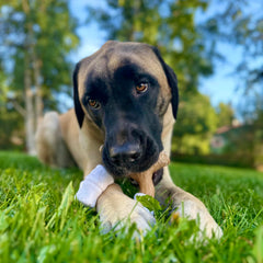 Nylabone Marshmallow Stick avec trois extrémités pour mâcher facile.