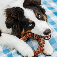 Jouet Nylabone en nylon durable, adapté aux morsous agressifs et sessions prolongées.