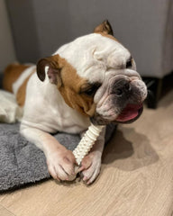 Nylabone os articulé texturée poulet XL, jouet durable résistant aux mâches fortes.