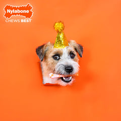 Nylabone os-texture-poulet-roti, saveur attrayante qui stimule l'intérêt et favorise la mastication.