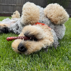 Nylabone Power Chew Os avec Texture : stimule les mâchoires et diversifie la mastication.