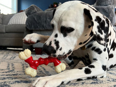 Goût bacon Nylabone, incite le chien à mordre avec plaisir.