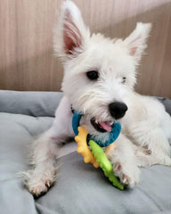 Nylabone texture dentale chiots – dents et gencives en jeu pendant la mastication.