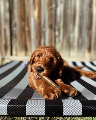 Nylabone textures variees chiot, stimulation et distraction pendant la mastication.