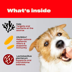 OH NORMAN! dents-propres-chien — aide potentielle pour dents propres et sourire sain.