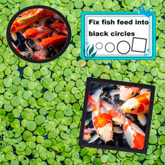 OIIKI anneau d'alimentation rond 9 cm, idéal pour poissons timides