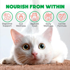 OKKÖBI probiotiques pour chats – bouchées croustillantes et crémeuses au saumon