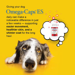 Omega Caps ES soutient articulations et flexibilité chez les chiens géants.