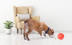 Omega Paw balle surface texturée vinyle – prise facile et friandises accessibles