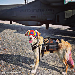 OneTigris harnais service chien avec fenêtre d'identification intégrée.