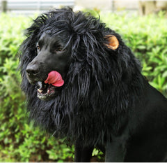 Onmygogo costume chien Halloween avec crinière lionne impressionnante.
