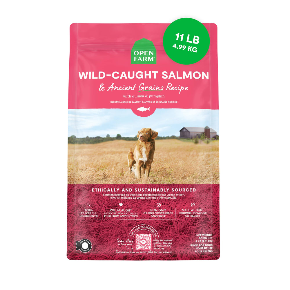 Open Farm croquettes chien à grains anciens, texture croquante et nutrition riche pour chiens actifs.