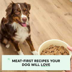 Open Farm sans-grains et légumineux, option digeste pour l’alimentation canine.