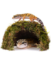 ORBIDYN cache-dôme réptile gecko léopard, refuge discret pour repos.