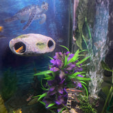 OrnaMounts caverne-roche-realiste murale offrant un abri naturel pour poissons