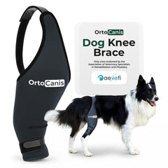 Ortocanis orthèse genou arrière gauche en place, soutien stable pour la mobilité.