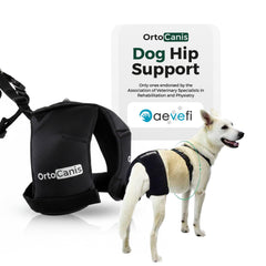 Orthèse Ortocanis pour chien, soutien hanche et mobilité améliorée.