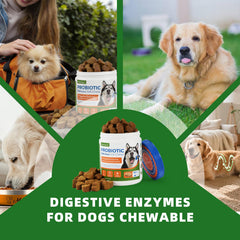 OurCares Gommes probiotiques pour chien, enzymes digestives améliorant l’absorption.