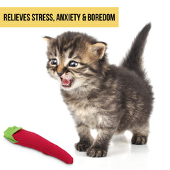 Stimulation mentale et physique pour chats actifs grâce à Chili