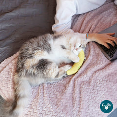 OurPets Cosmic Banane: jouet chat aromatique stimulant le jeu actif