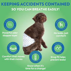 Bandes abdominales OUT! PetCare mâle chien – protection anti-fuites pour une maison plus propre.