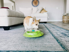 Wobble Bowl Outward Hound: stimule l’esprit et lutte contre l’ennui.