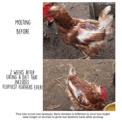 Pampered Chicken Mama-protéines élevées: grains appétissants soutenant plumage sain